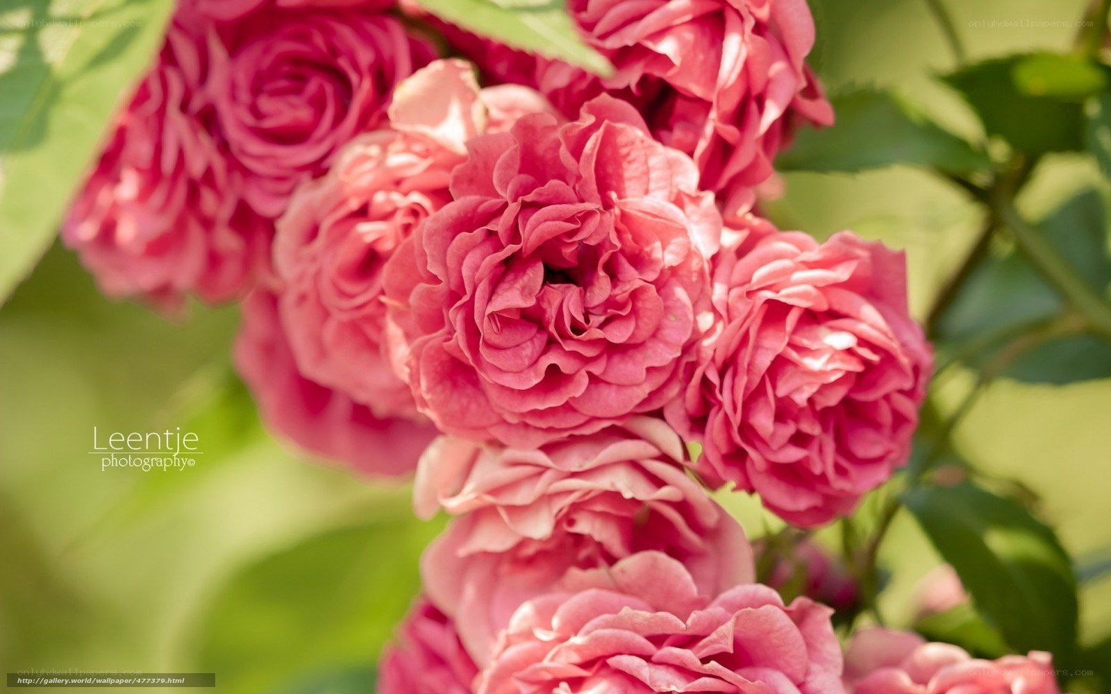Pink roses in sunlight