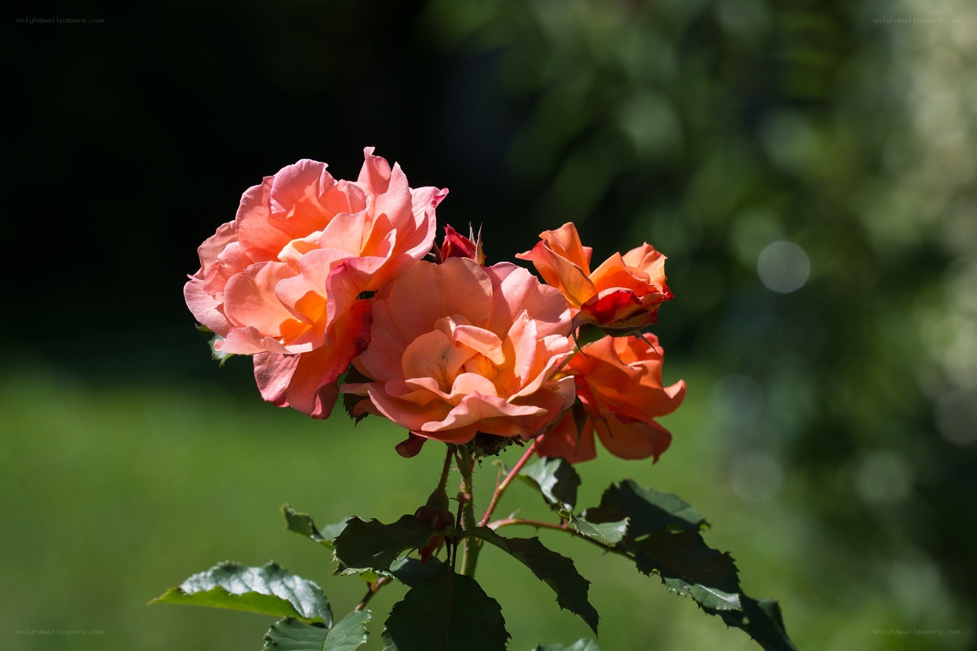 Pink roses in sunlight