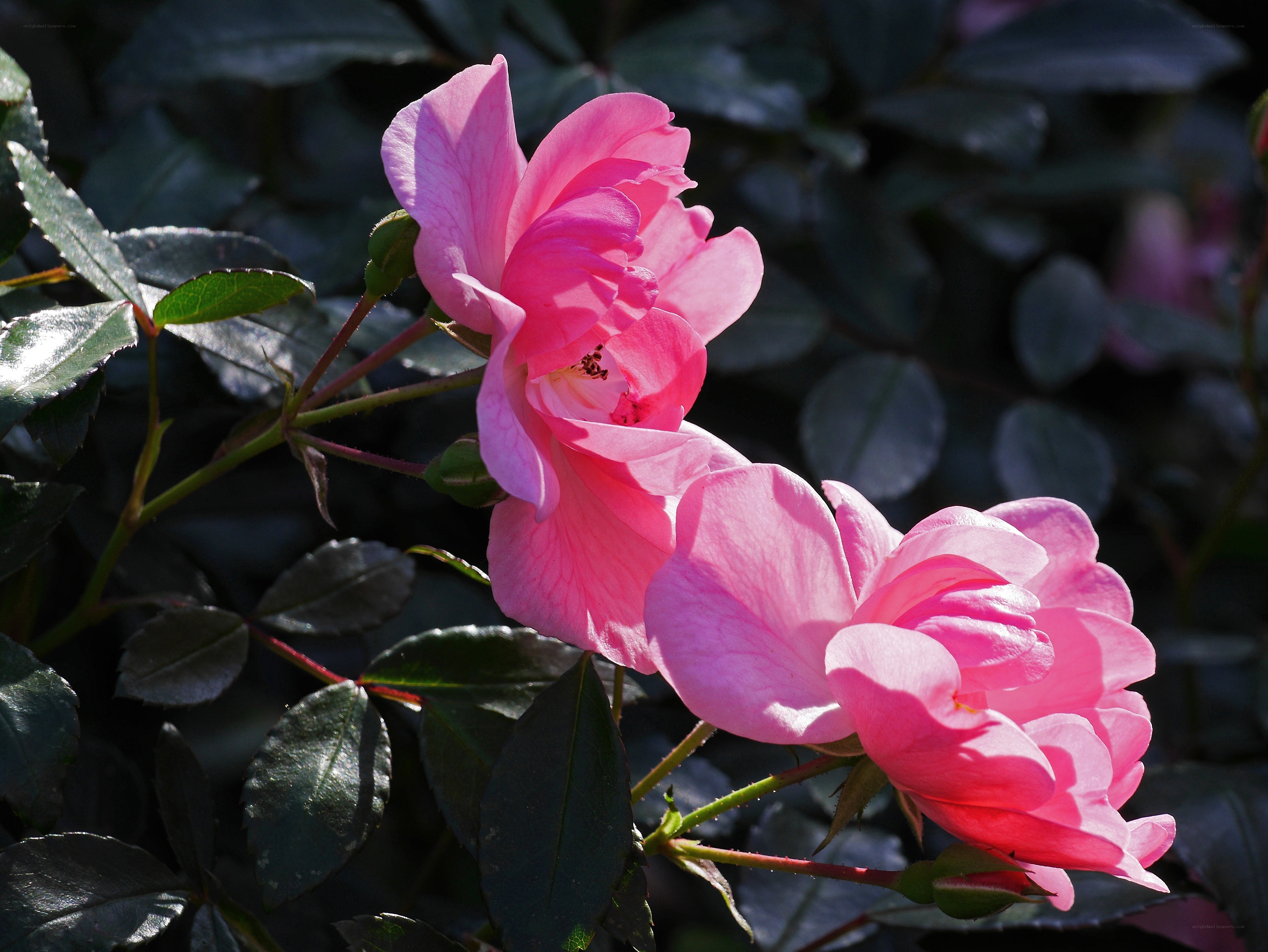 Pink roses in sunlight