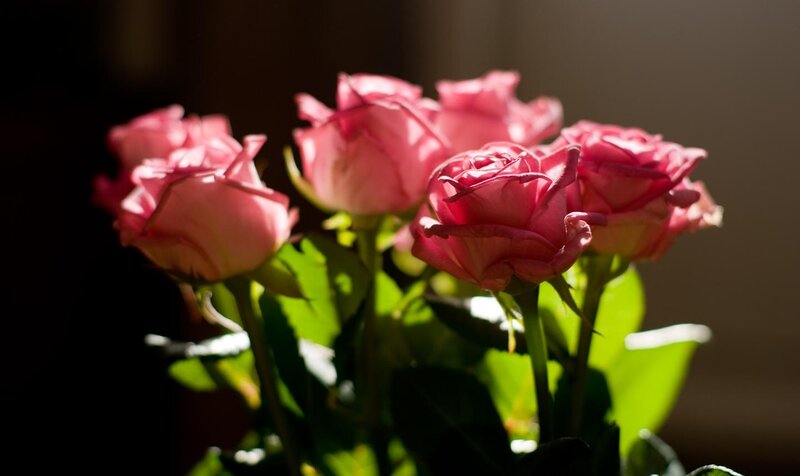 Pink Roses in Sunlight — Dramatic, Afternoon