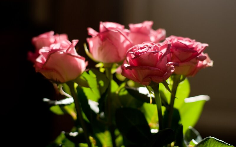 Pink Roses in Sunlight — Dramatic, Photograph