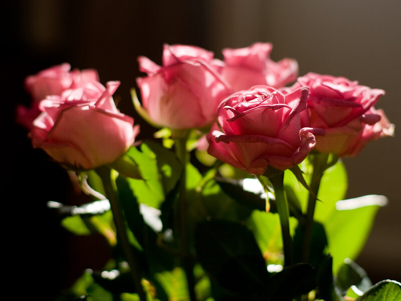 Pink Roses in Sunlight — Dramatic