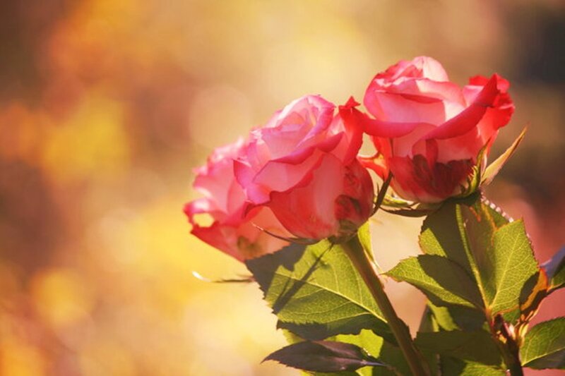 Pink Roses in Sunlight — Serene