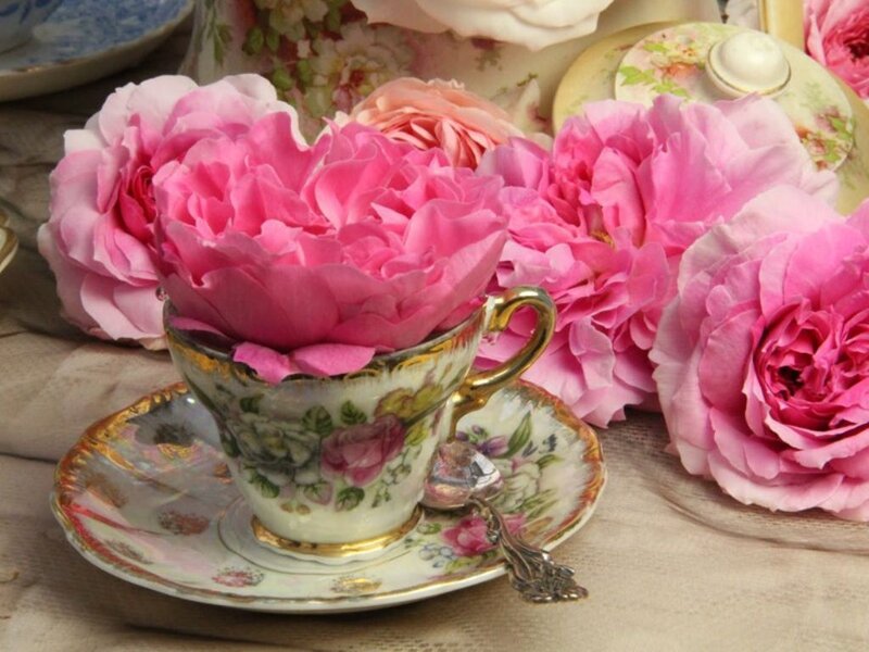 Pink Roses in Teacup — Elegant, Photograph