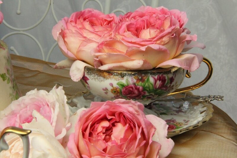 Pink Roses in Teacup — Elegant