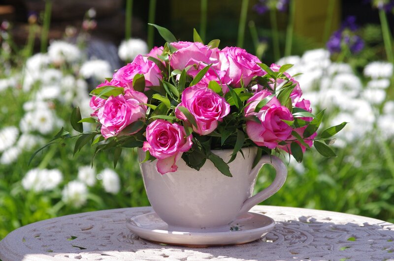 Pink Roses in Teacup — Serene, Afternoon
