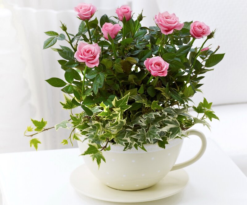 Pink Roses in Teacup — Serene, Morning, Photograph, Ivy