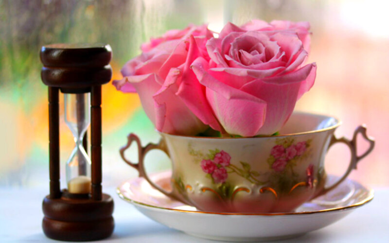 Pink Roses in Teacup — Serene, Morning, Photograph