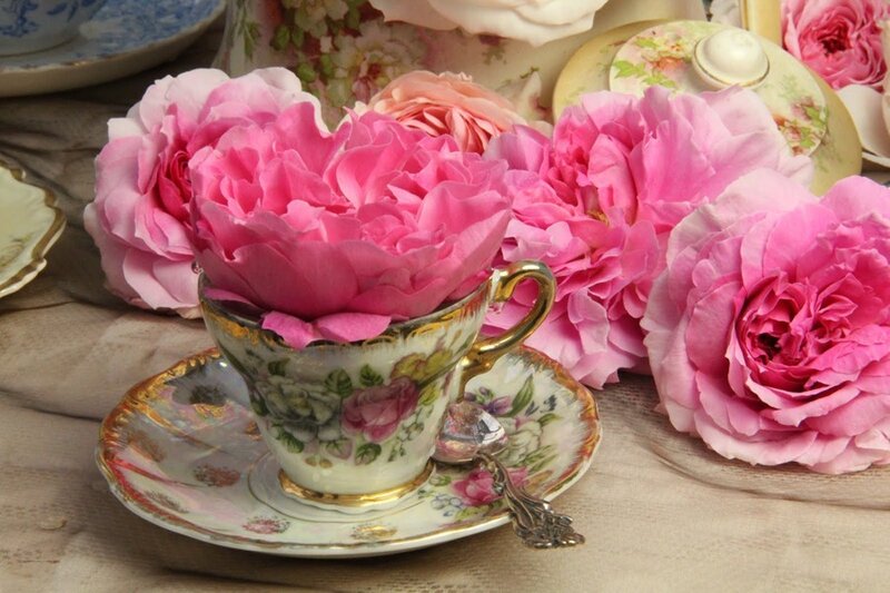 Pink Roses in Teacup
