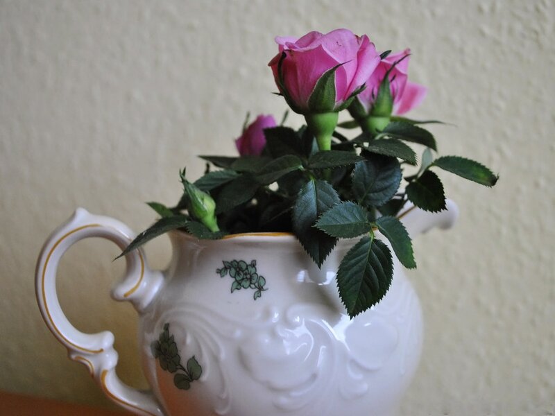 Pink Roses in Teapot — White