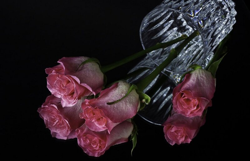 Pink Roses in Vase — Black