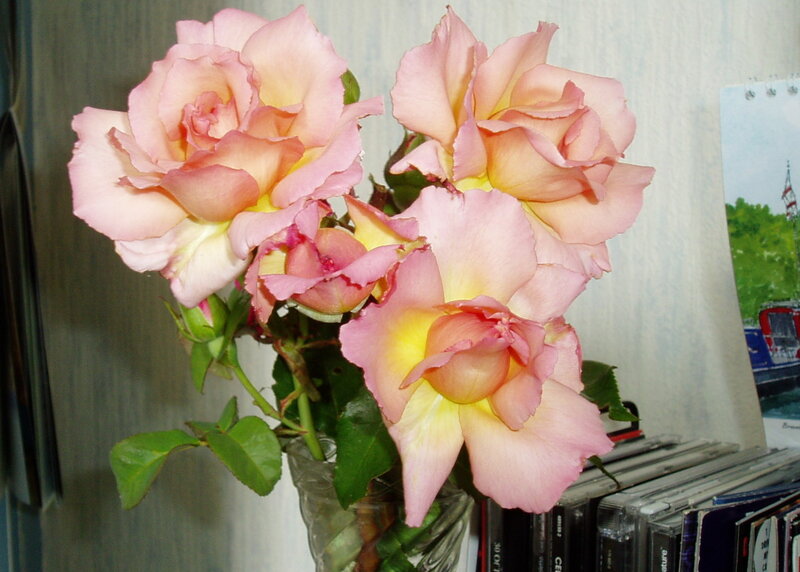 Pink Roses in Vase — Calm, Photograph, Cds