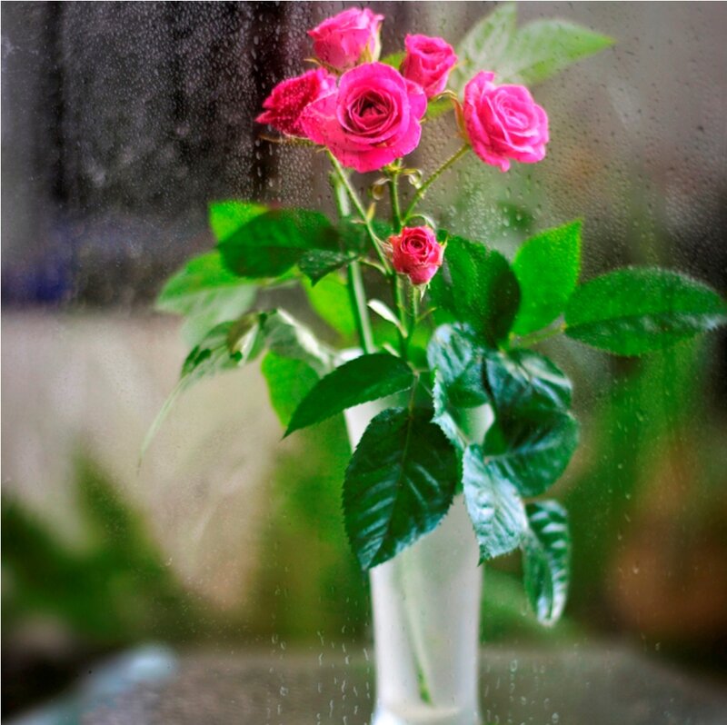 Pink Roses in Vase — Calm, Photograph, Raindrops