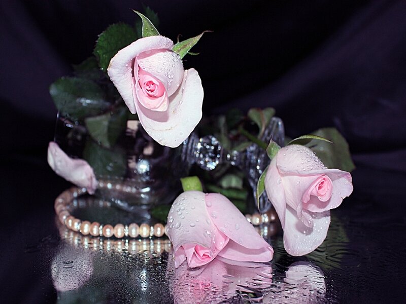 Pink Roses in Vase — Dramatic, Photograph, Pearls