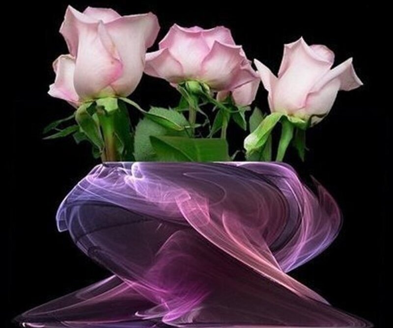 Pink Roses in Vase — Purple, Dramatic