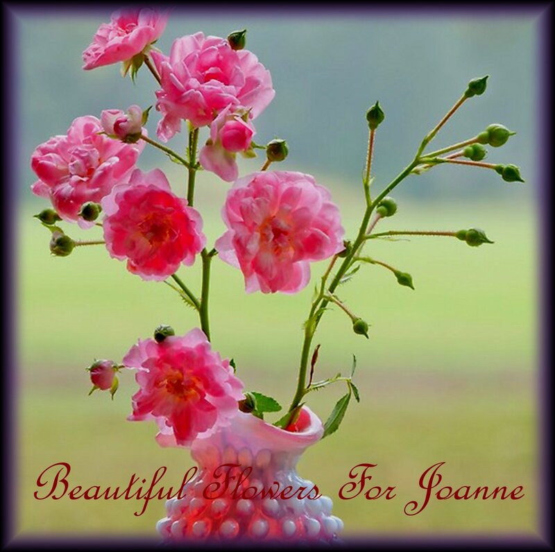 Pink Roses in Vase — Serene, Afternoon, Photograph, Buds