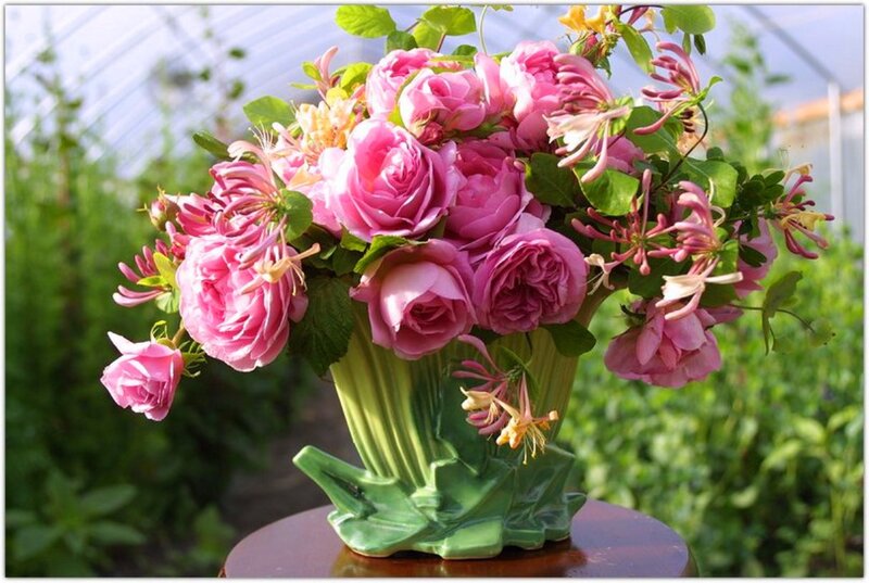 Pink Roses in Vase — Serene, Afternoon, Photograph, Flowers, Greenery