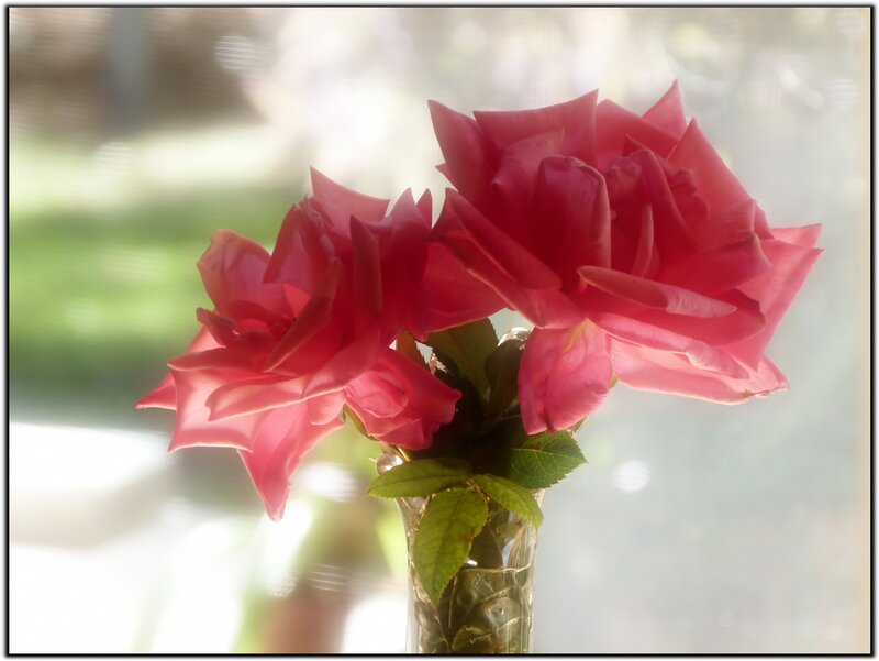 Pink Roses in Vase — Serene, Afternoon, Photograph, Leaves