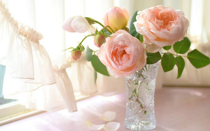 Pink Roses in Vase — Serene, Morning, Photograph, Window, Curtains