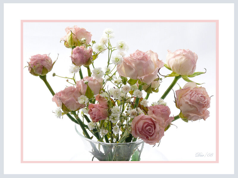 Pink Roses in Vase — Serene, Photograph, Baby's Breath