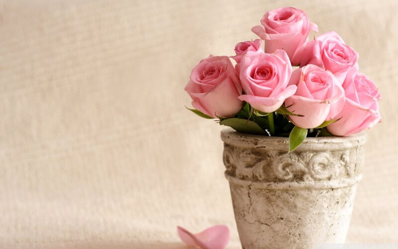 Pink Roses in Vase — Serene, Photograph, Petal, Fabric