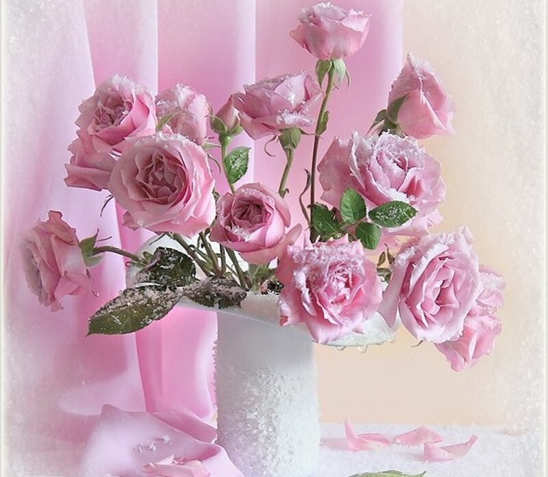 Pink Roses in Vase — Serene, Photograph, Petals, Curtain
