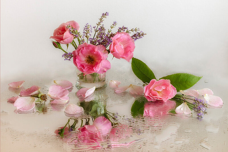 Pink Roses in Vase — Serene, Photograph, Petals, Leaves, Water