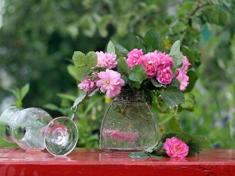 Pink Roses in Vase — Serene, Spring, Photograph, Glass Bottle, Red Table
