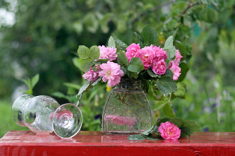 Pink Roses in Vase — Serene, Spring, Photograph, Glass Bottle