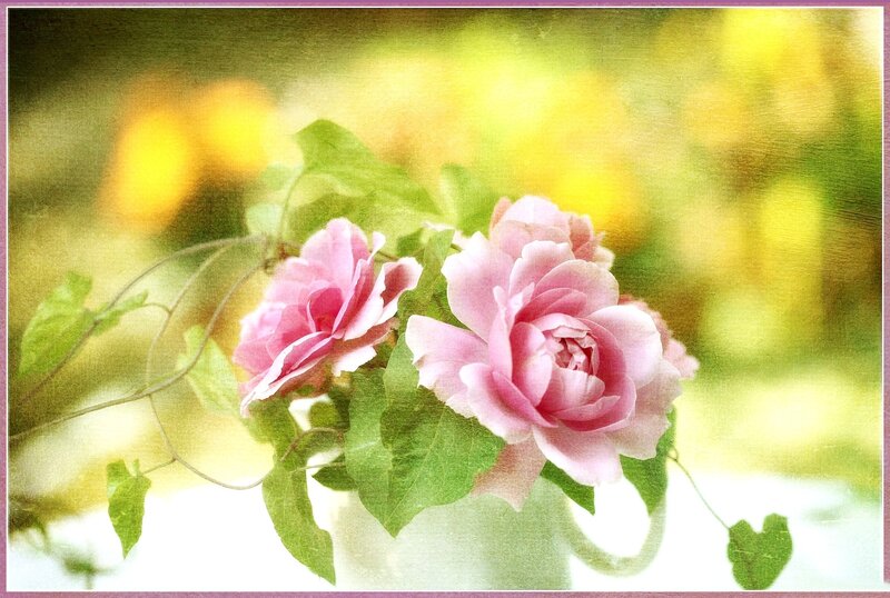 Pink Roses in Vase — Serene, Spring, Photograph