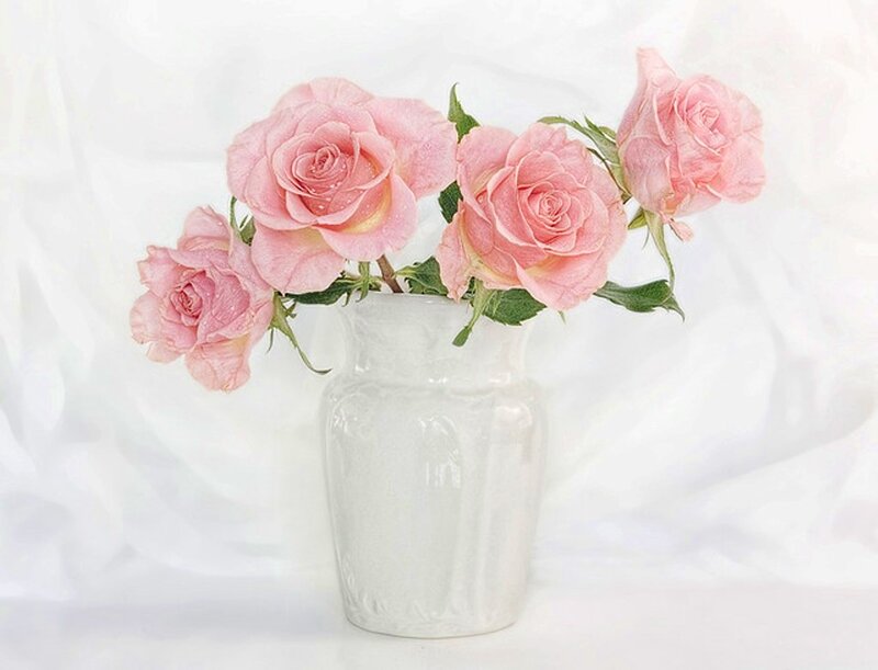 Pink Roses in Vase — White, Serene, Photograph, Flowers
