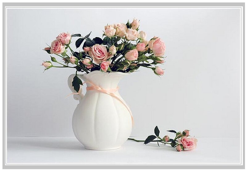 Pink Roses in Vase — White, Serene