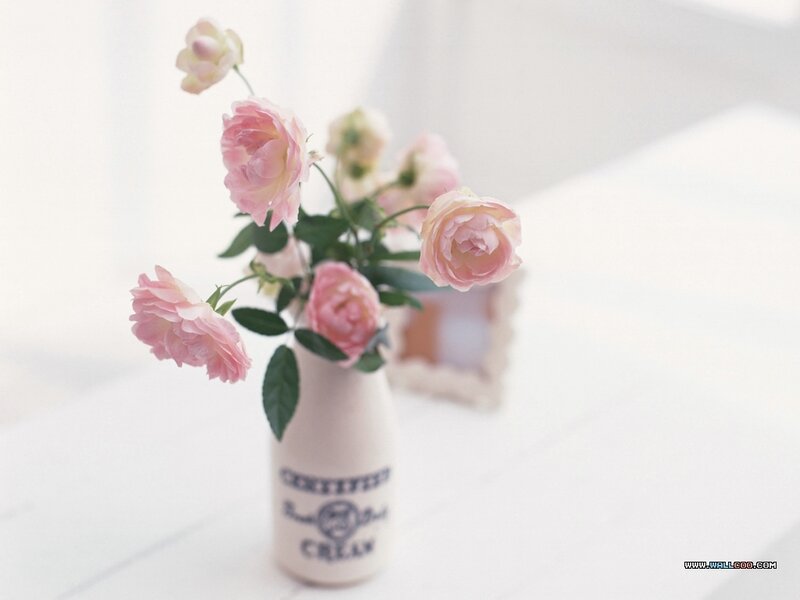 Pink Roses in Vase — White