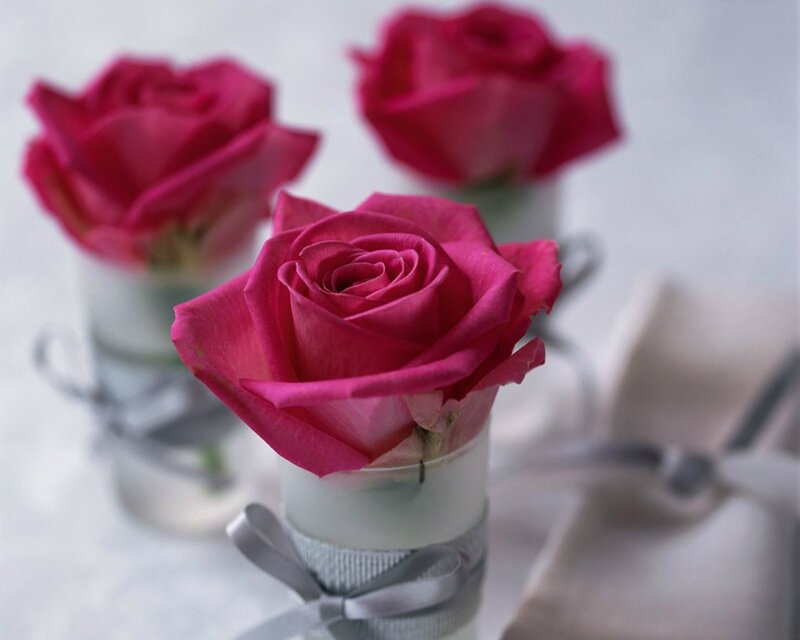 Pink Roses in Vases — Serene, Photograph, Ribbons