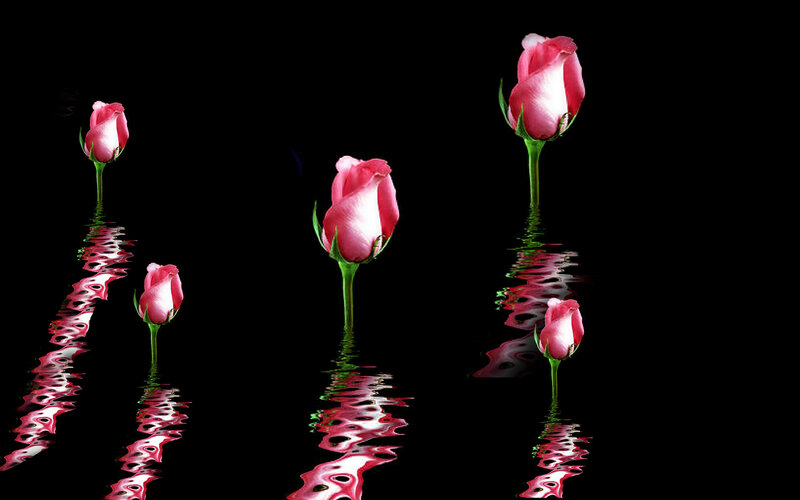 Pink Roses in Water — Dramatic