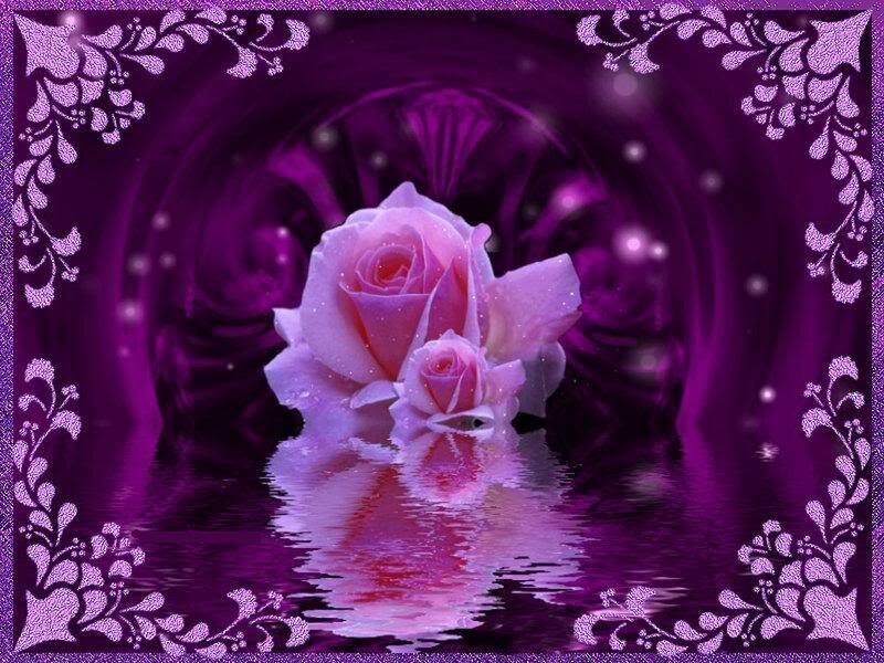 Pink Roses in Water — Purple, Serene