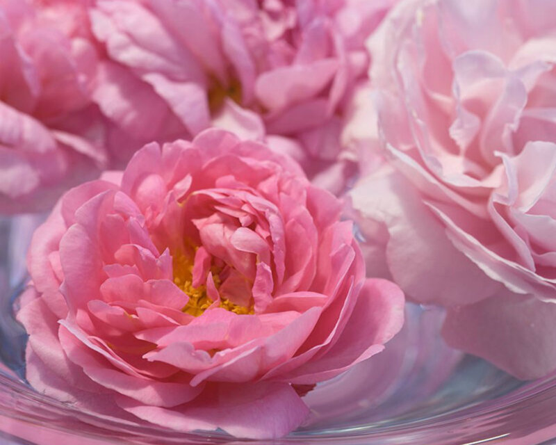 Pink Roses in Water — Serene, Afternoon