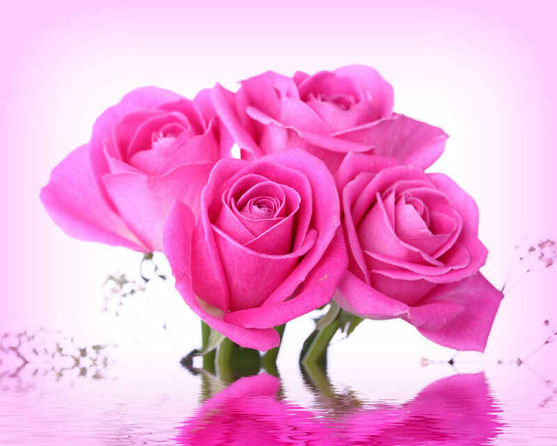Pink Roses in Water — Serene, Photograph, Reflection