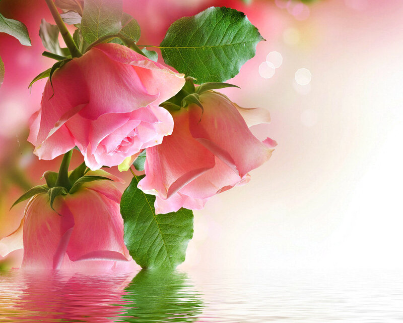 Pink Roses in Water — Serene, Photograph