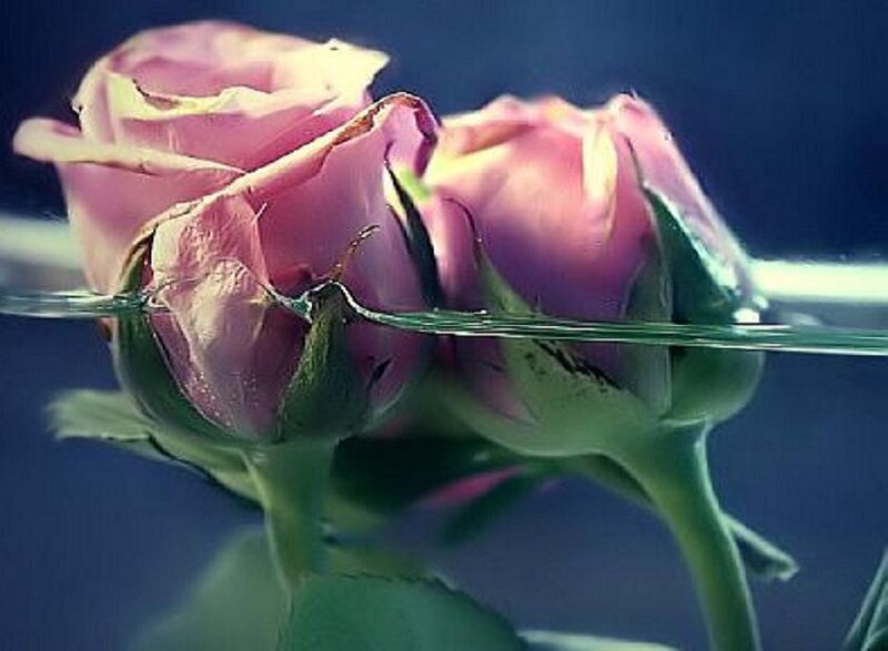 Pink Roses in Water — Serene