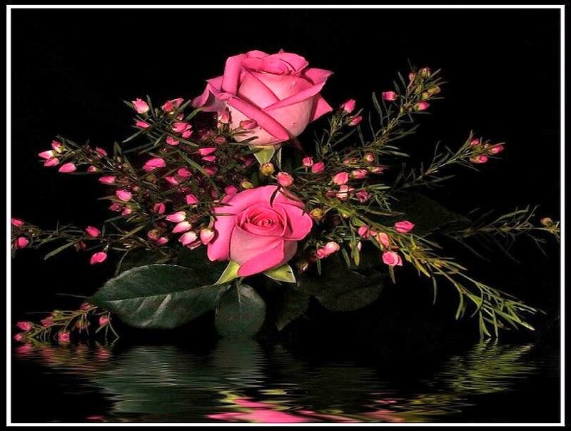 Pink roses in water