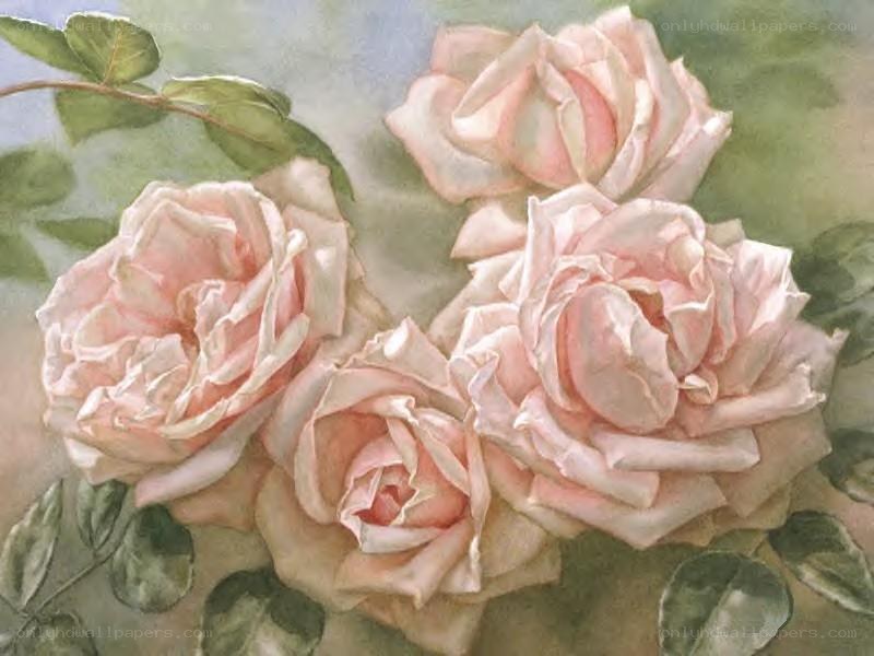 Pink roses in watercolor