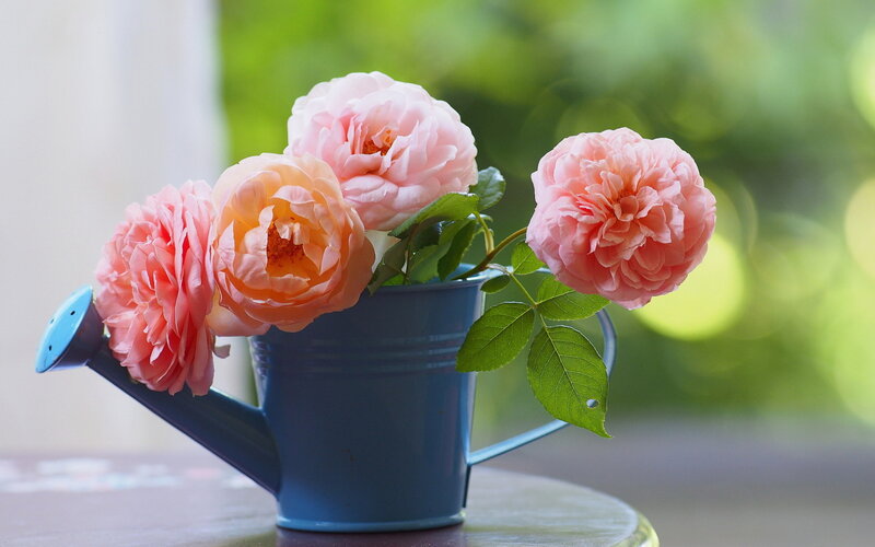 Pink Roses in Watering Can — Blue