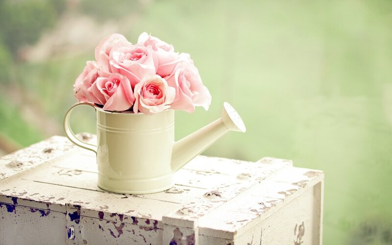 Pink Roses in Watering Can — Serene, Spring