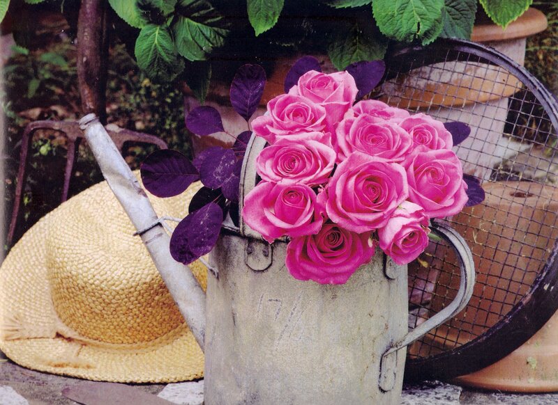 Pink Roses in Watering Can