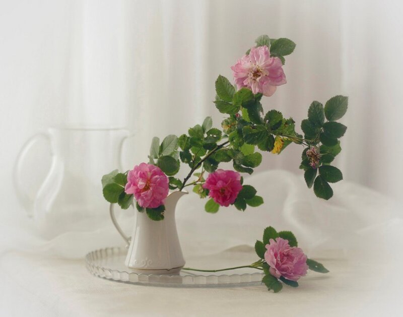Pink Roses in White Pitcher