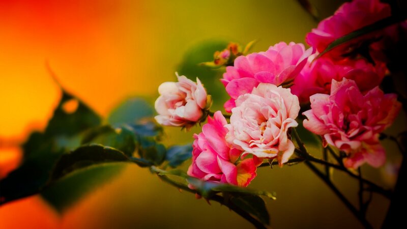 Pink Roses on a Branch — Dramatic