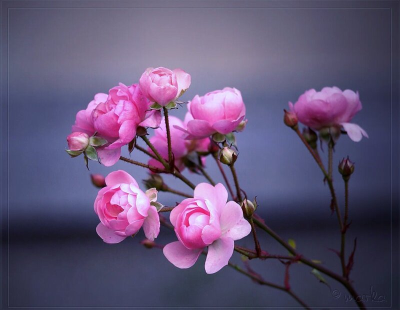 Pink Roses on a Branch — Serene, Photograph, Buds