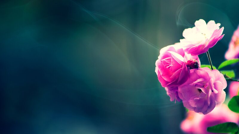 Pink Roses on a Branch — Serene, Photograph, Flowers, Leaves