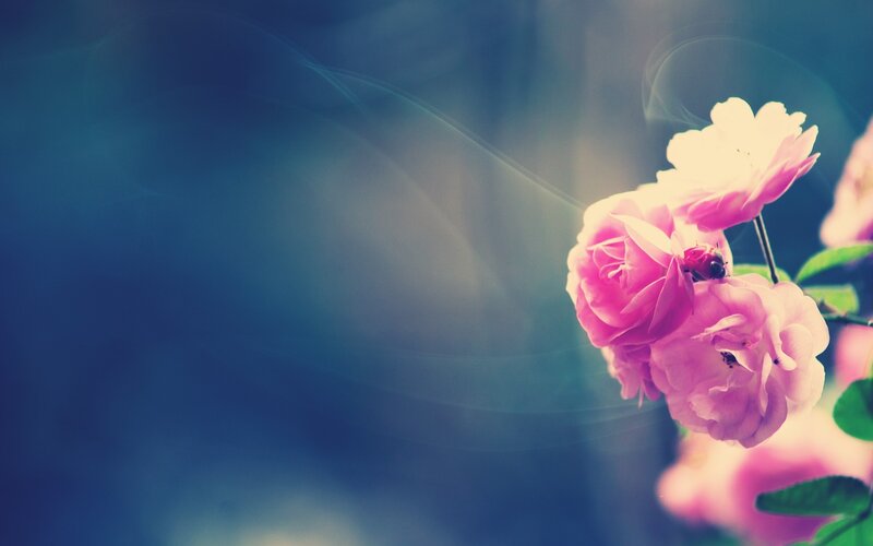 Pink Roses on a Branch — Serene, Photograph